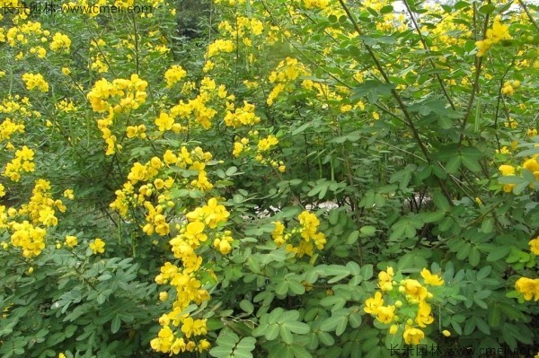 黃花槐種子發芽出苗開花圖片