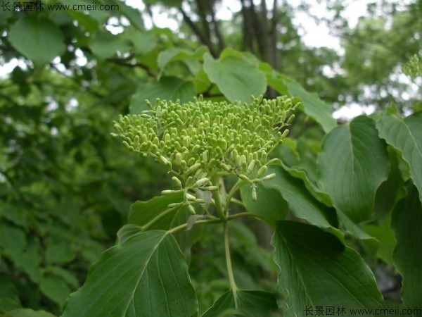 燈臺樹種子發芽出苗圖片