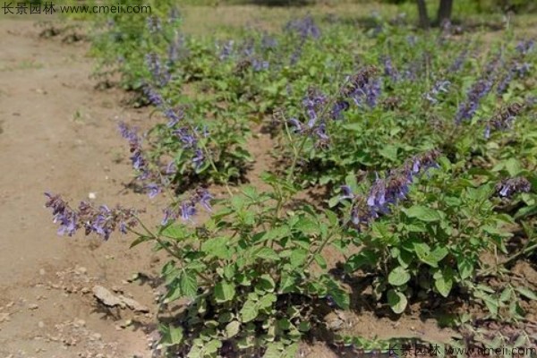 丹參種子發芽出苗開花圖片