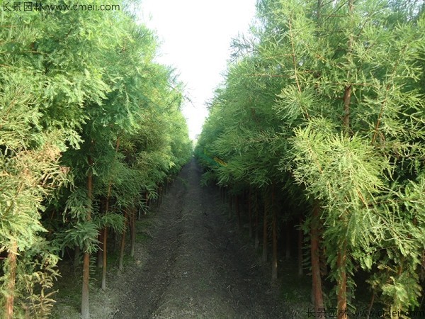 池杉種子發芽出苗圖片