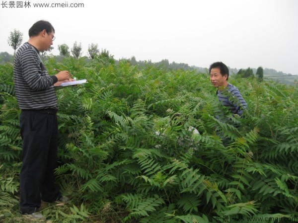 臭椿種子發芽出苗圖片