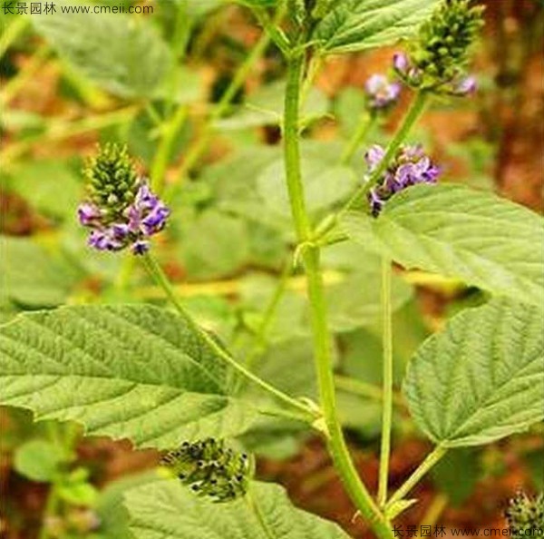 補骨脂種子發芽出苗開花圖片