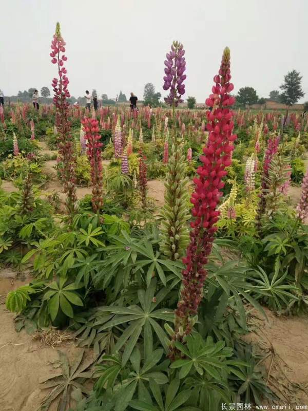 魯冰花種子發芽出苗開花圖片