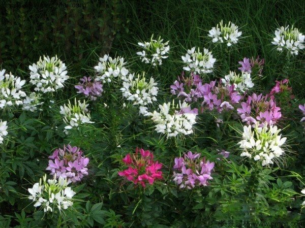 醉蝶花種子發芽出苗開花圖片