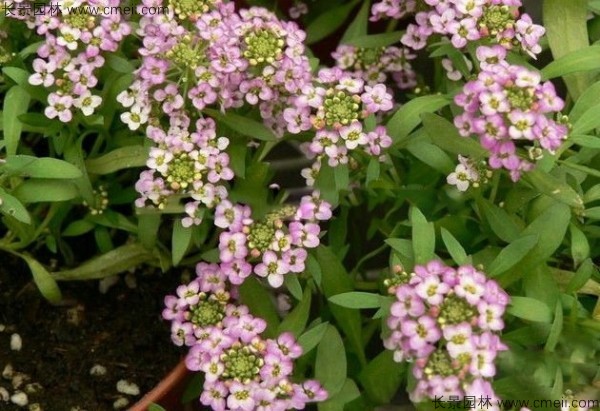 香雪球種子發芽出苗開花圖片