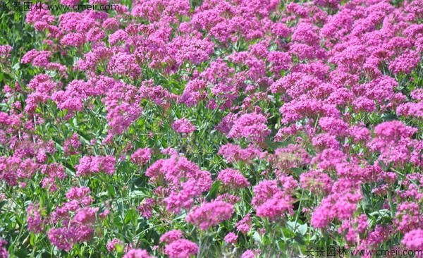 高雪輪種子發芽出苗開花圖片