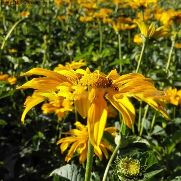 日光菊種子發芽出苗開花圖片