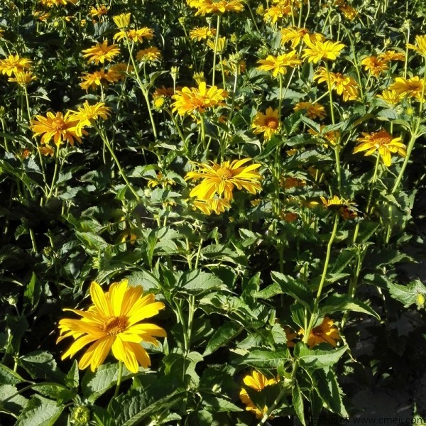 日光菊種子發芽出苗開花圖片