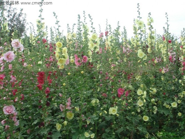 錦葵種子發芽出苗開花圖片