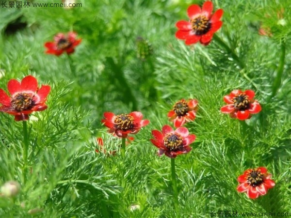 福壽花種子發芽出苗開花圖片