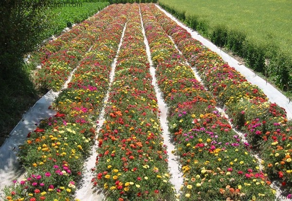 半枝蓮種子發芽出苗開花圖片