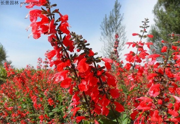 一串紅種子發芽出苗開花圖片