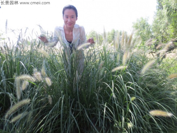 野芒草種子發芽出苗圖片