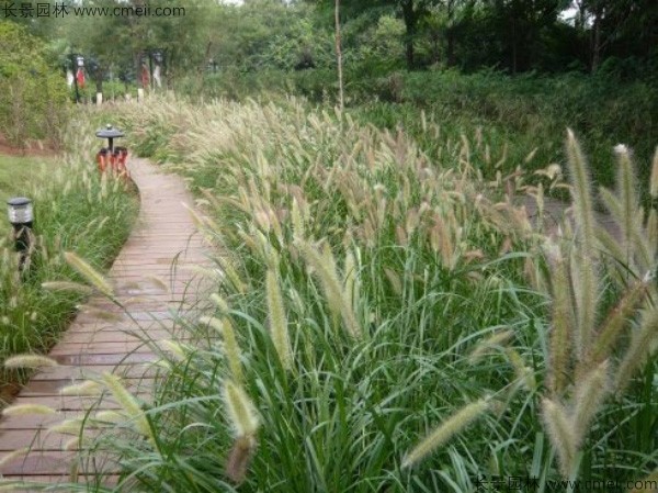 野芒草種子發芽出苗圖片