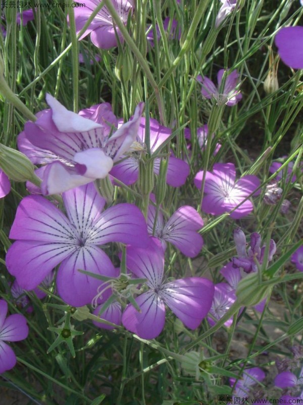 麥仙翁種子發芽出苗開花圖片