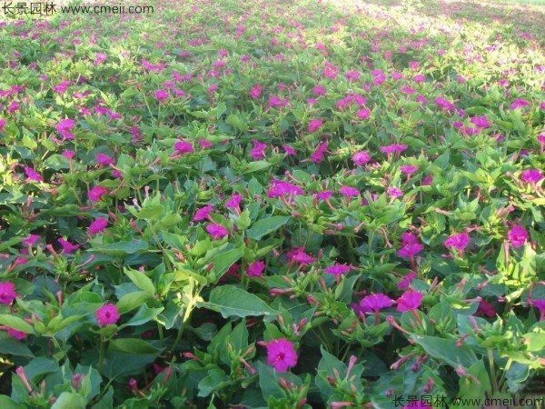 紫茉莉種子發芽出苗開花圖片