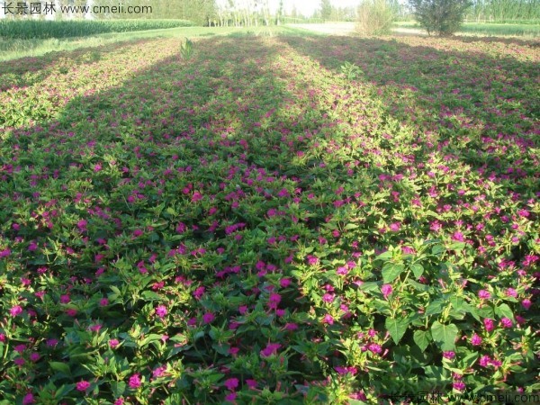 紫茉莉種子發芽出苗開花圖片