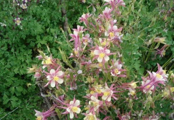 耬斗菜種子發芽出苗開花圖片