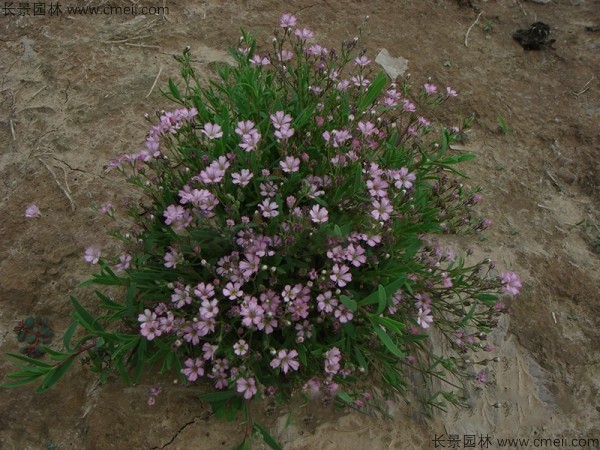 霞草種子發芽出苗開花圖片