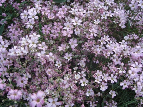 霞草種子發芽出苗開花圖片