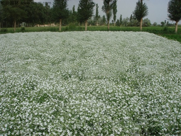 霞草種子發芽出苗開花圖片