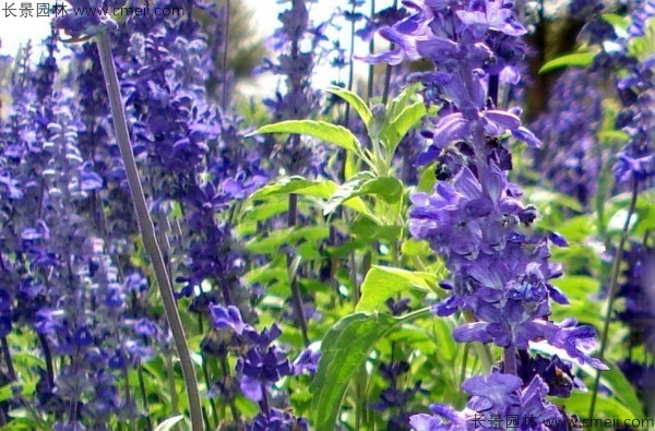 藍花鼠尾草種子發芽出苗開花圖片