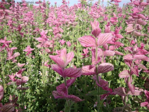 粉花鼠尾草種子發(fā)芽出苗開花圖片