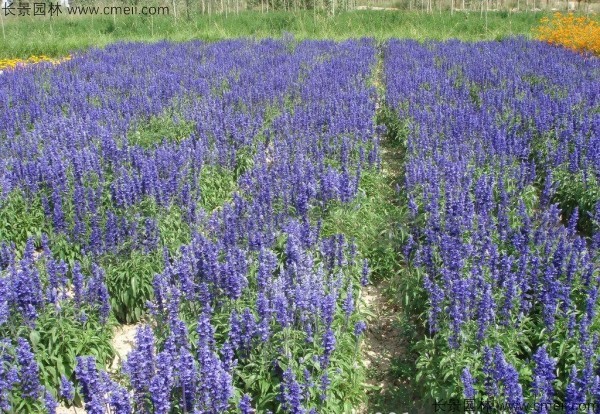 芳香鼠尾草種子發芽出苗開花圖片