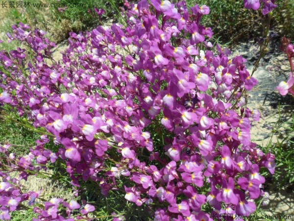 柳穿魚種子發芽出苗開花圖片