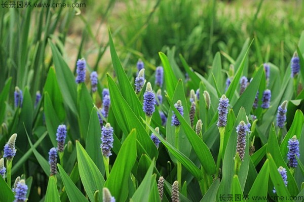 梭魚草種子發芽出苗開花圖片