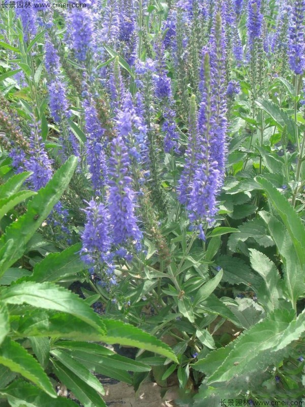 婆婆納種子發芽出苗開花圖片