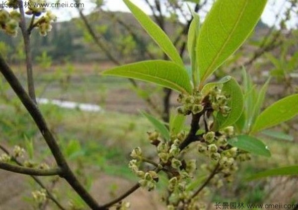 蓽澄茄種子發芽出苗圖片