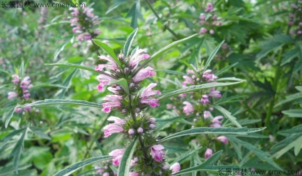 茺蔚子種子發芽出苗圖片