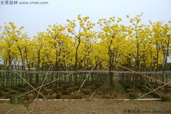 黃花風鈴木種子發芽出苗圖片