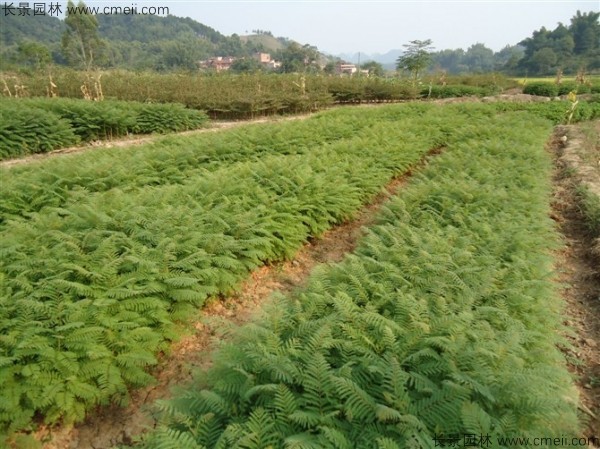 紅花楹種子發芽出苗圖片