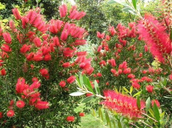 紅千層種子發芽出苗開花圖片