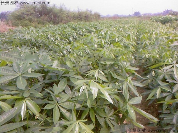 幌傘楓種子發(fā)芽出苗圖片