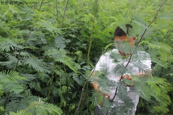 金合歡種子發芽出苗圖片