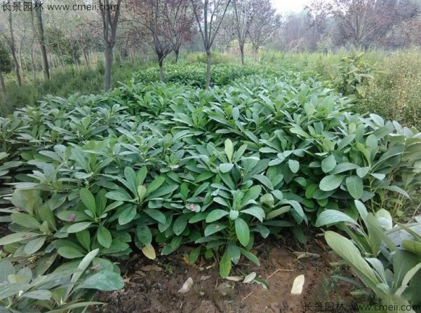 結香種子發芽出苗圖片