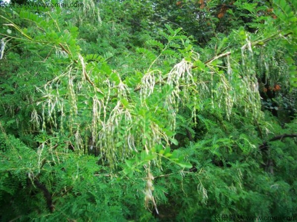 苦刺種子發芽出苗開花圖片