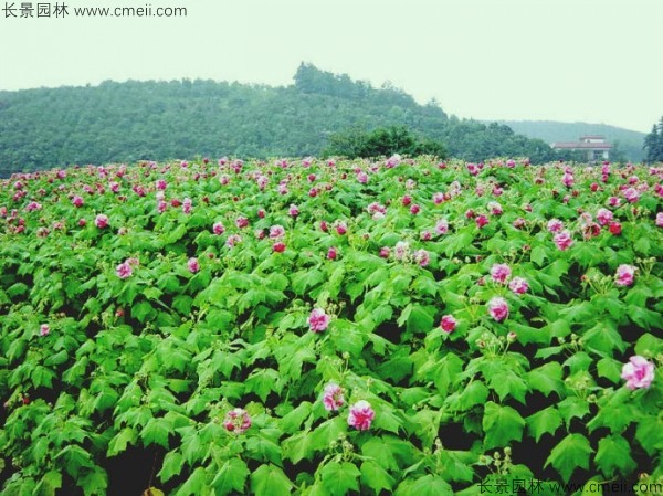 木芙蓉種子發芽出苗開花圖片