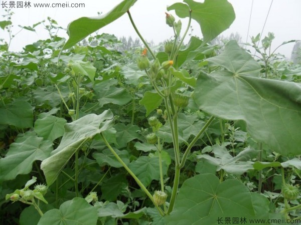 青麻種子發芽出苗開花圖片