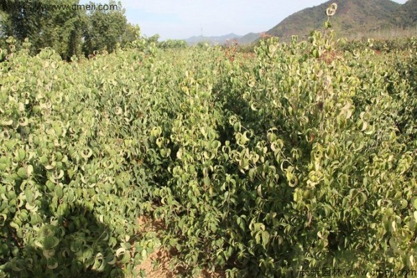 四照花種子發芽出苗圖片