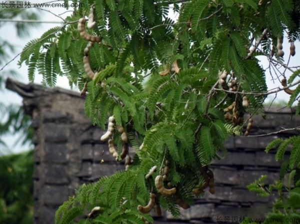 酸角種子發芽出苗圖片