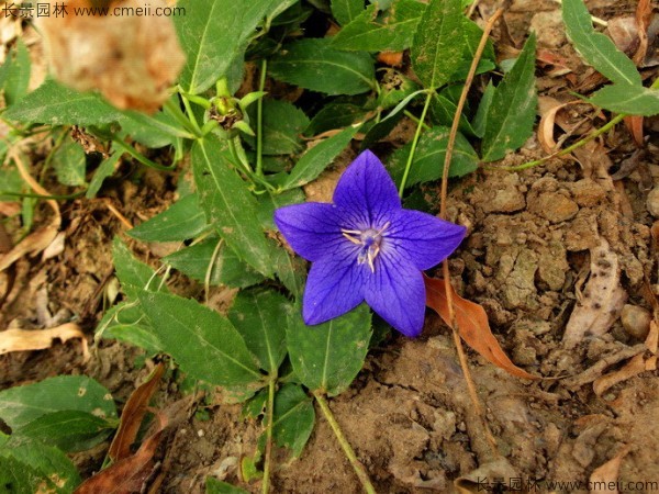 鈴鐺花種子發芽出苗開花圖片