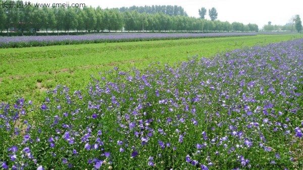 鈴鐺花種子發芽出苗開花圖片