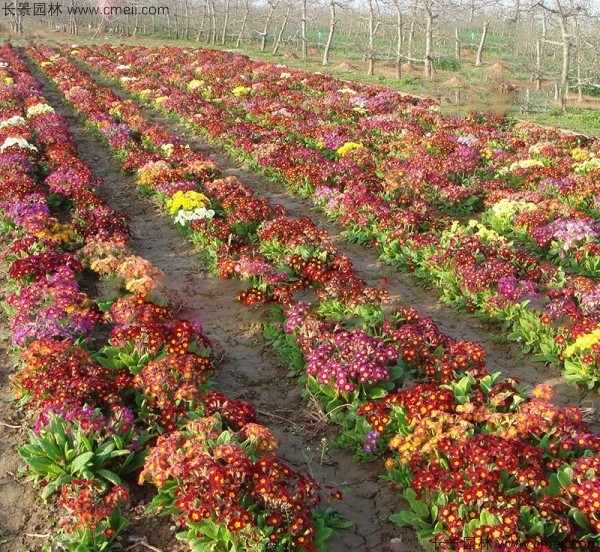 報春花種子發芽出苗開花圖片