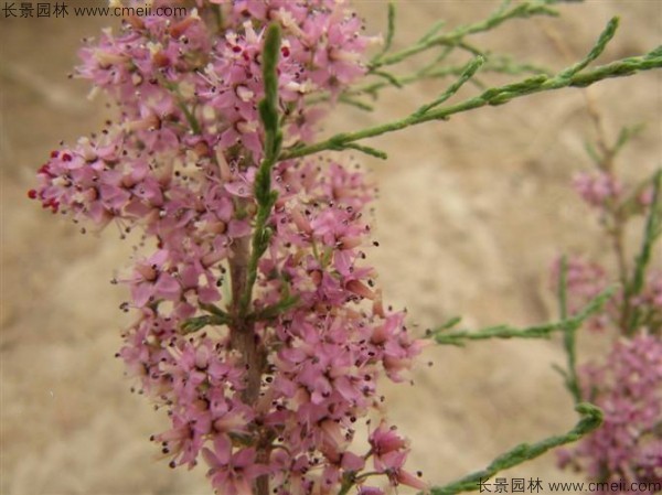 刺柳種子發芽出苗圖片