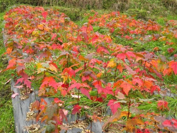 紅楓種子發芽出苗圖片