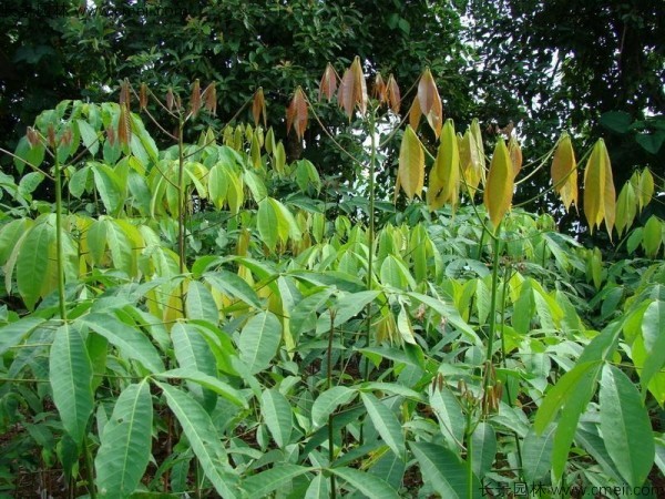 橡膠樹種子發芽出苗圖片